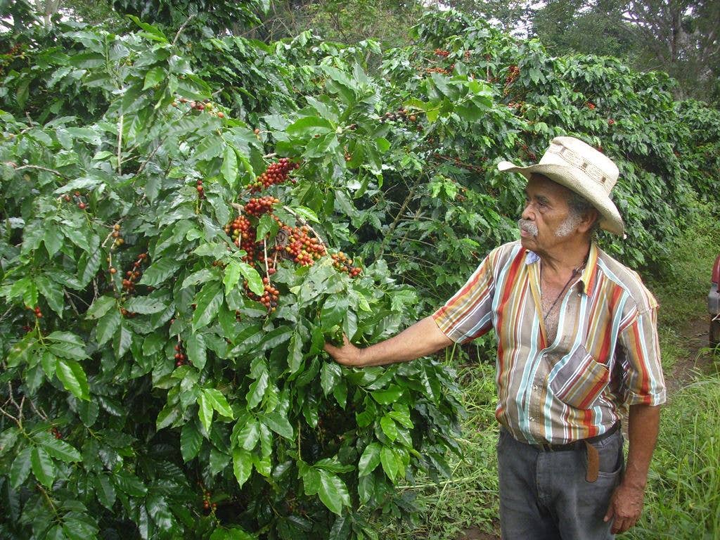 Organic Funky Chicken Coffee