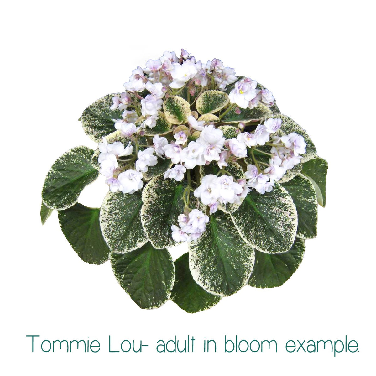 Tommie Lou Standard Variegated African Violet Live Plant
