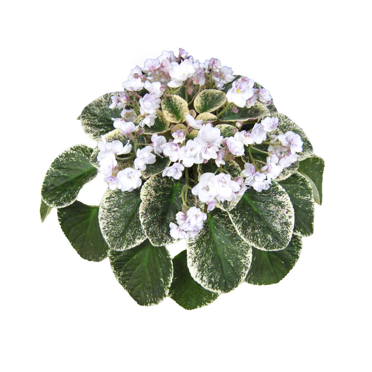 Tommie Lou Standard Variegated African Violet Live Plant