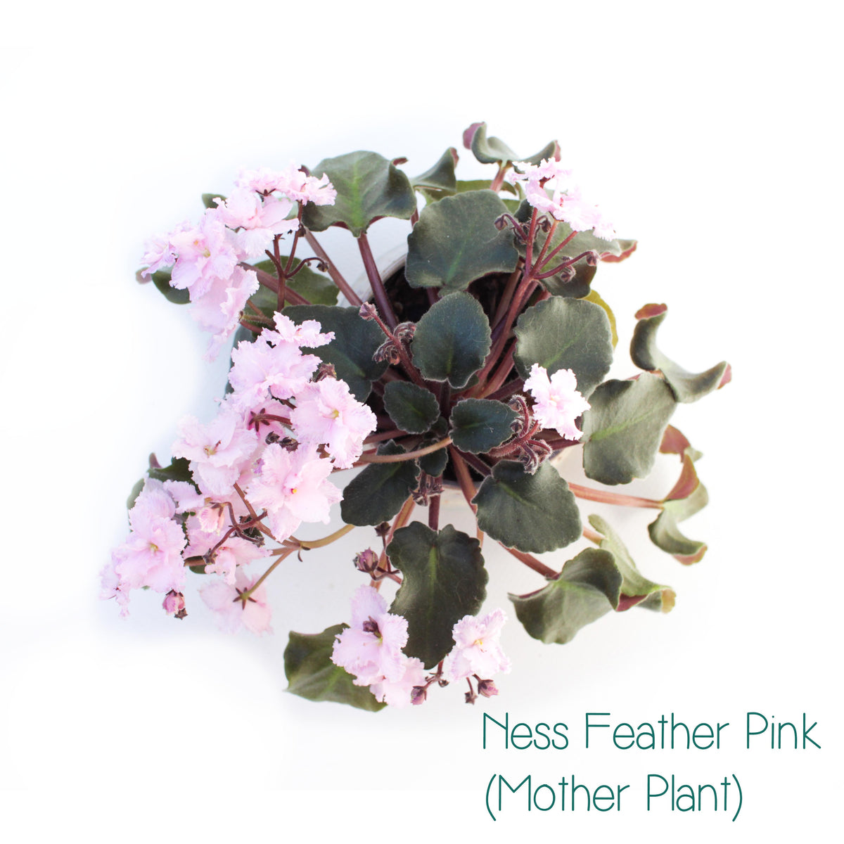 Ness Feather Pink Semi-Miniature African Violet Live Plant