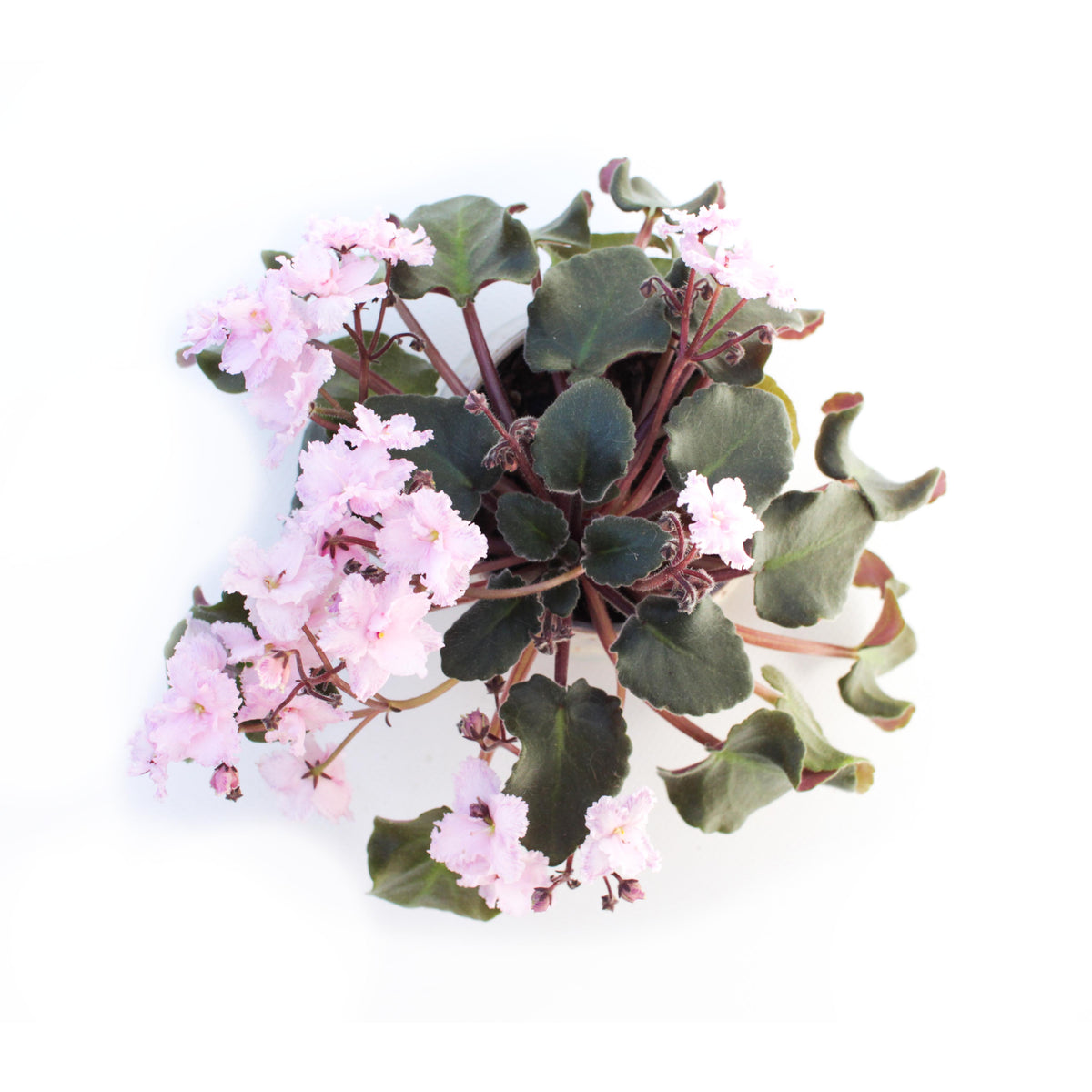 Ness Feather Pink Semi-Miniature African Violet Live Plant