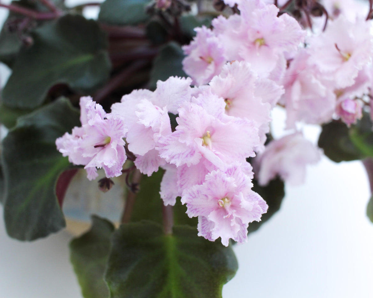 Ness Feather Pink Semi-Miniature African Violet Live Plant