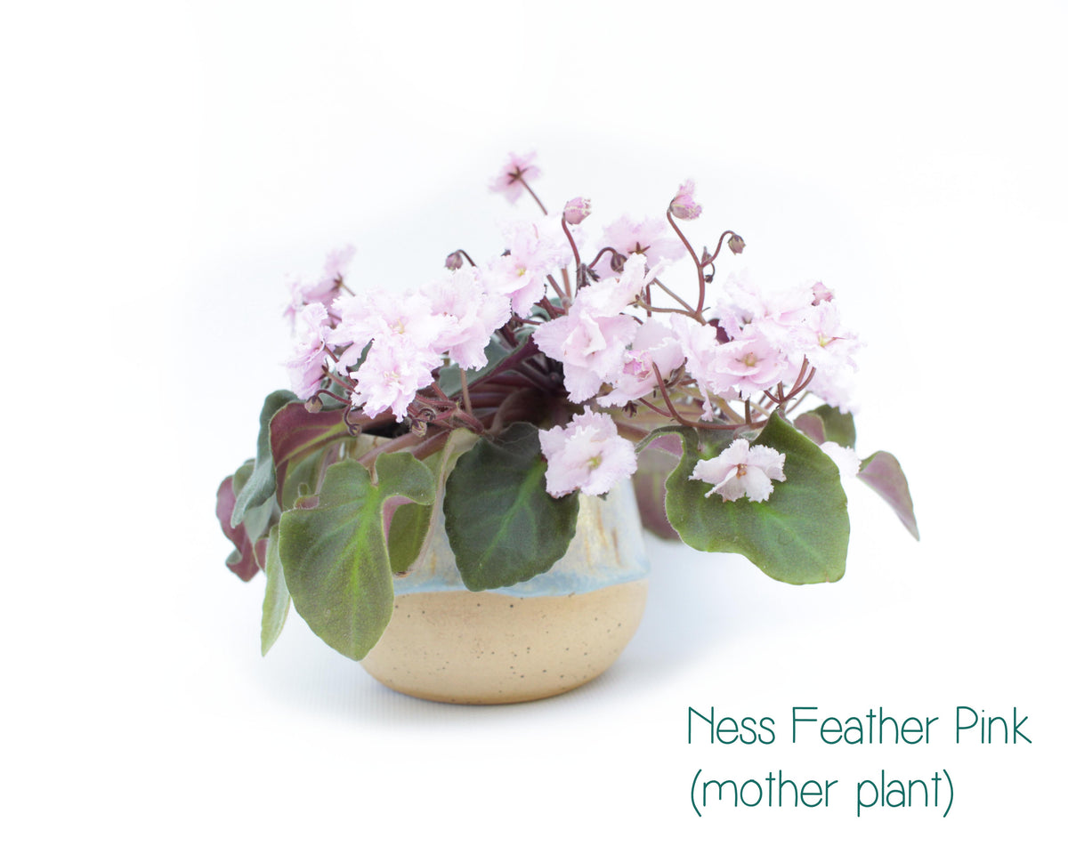 Ness Feather Pink Semi-Miniature African Violet Live Plant