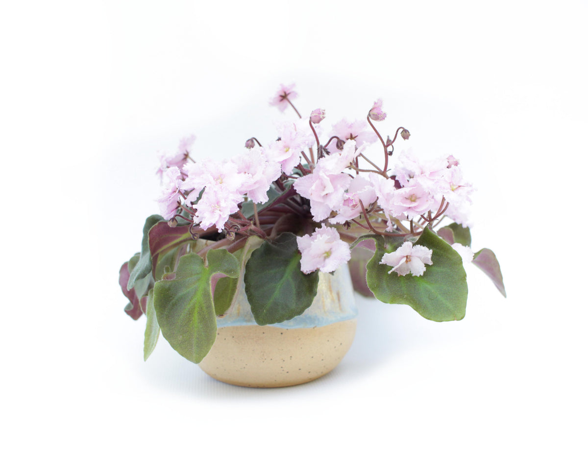 Ness Feather Pink Semi-Miniature African Violet Live Plant