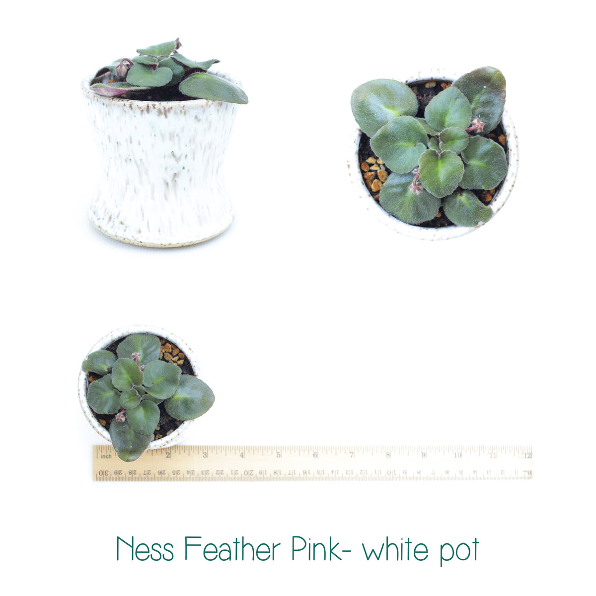 Ness Feather Pink Semi-Miniature African Violet Live Plant
