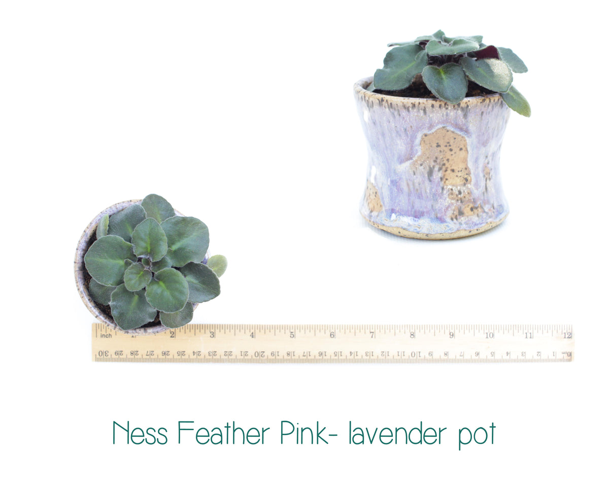 Ness Feather Pink Semi-Miniature African Violet Live Plant