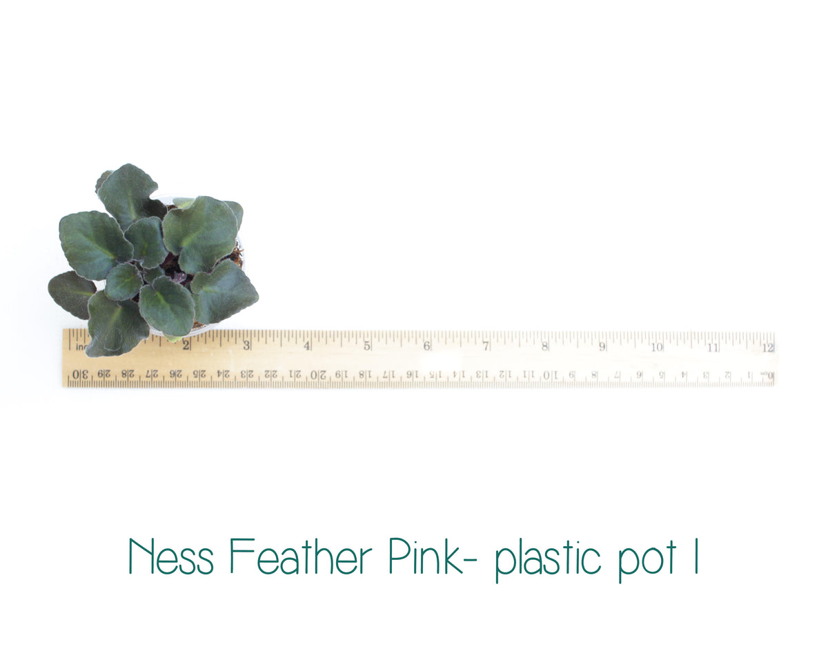 Ness Feather Pink Semi-Miniature African Violet Live Plant