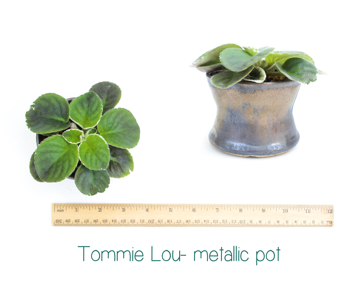 Tommie Lou Standard Variegated African Violet Live Plant