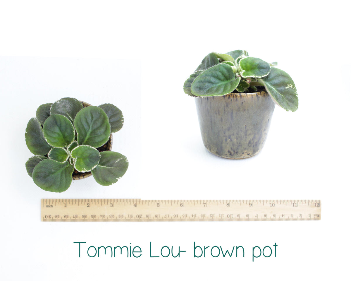 Tommie Lou Standard Variegated African Violet Live Plant