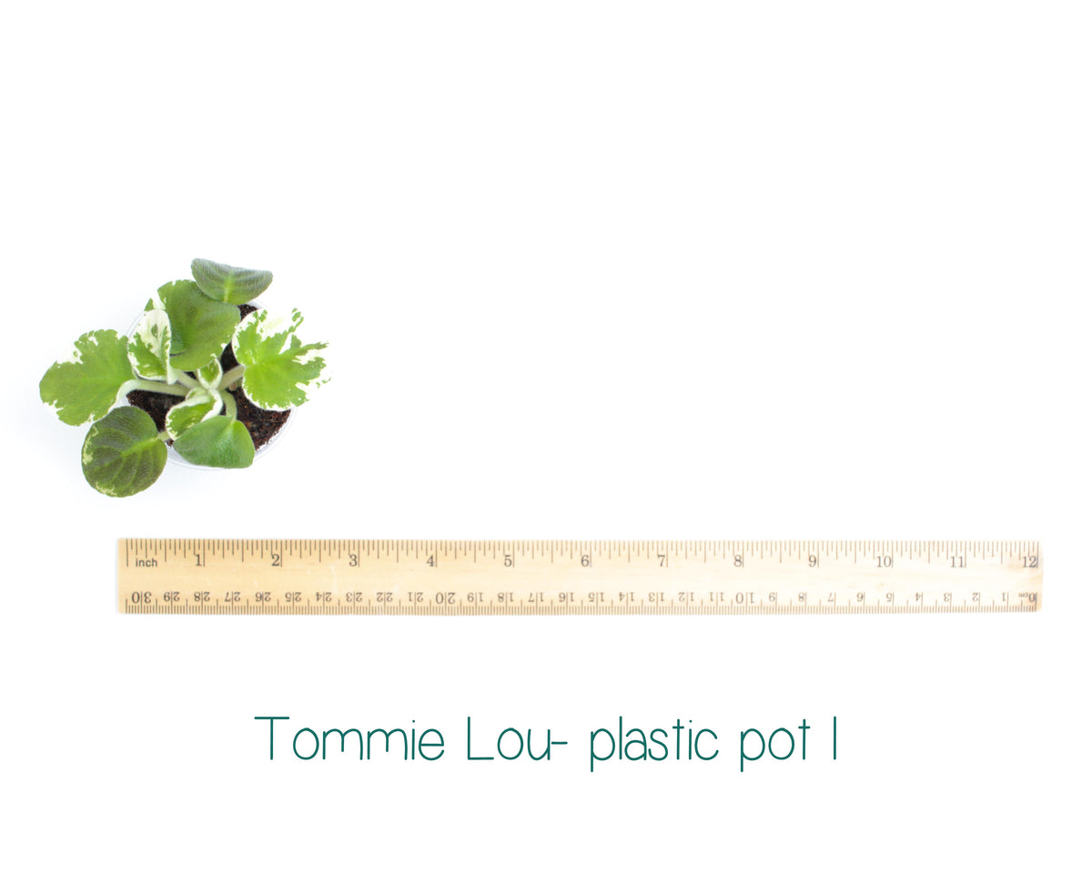 Tommie Lou Standard Variegated African Violet Live Plant