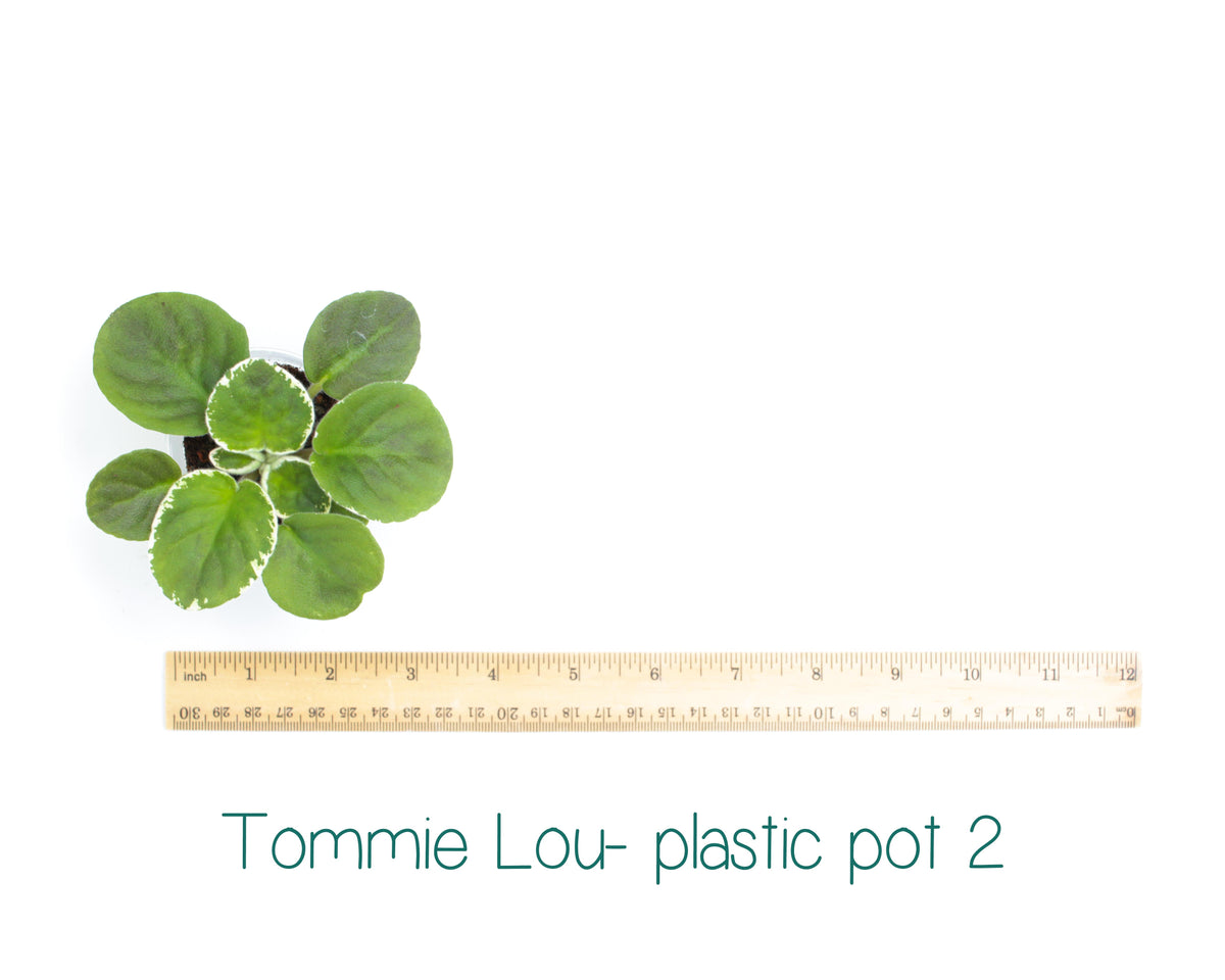 Tommie Lou Standard Variegated African Violet Live Plant