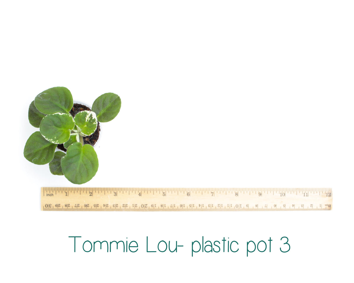 Tommie Lou Standard Variegated African Violet Live Plant